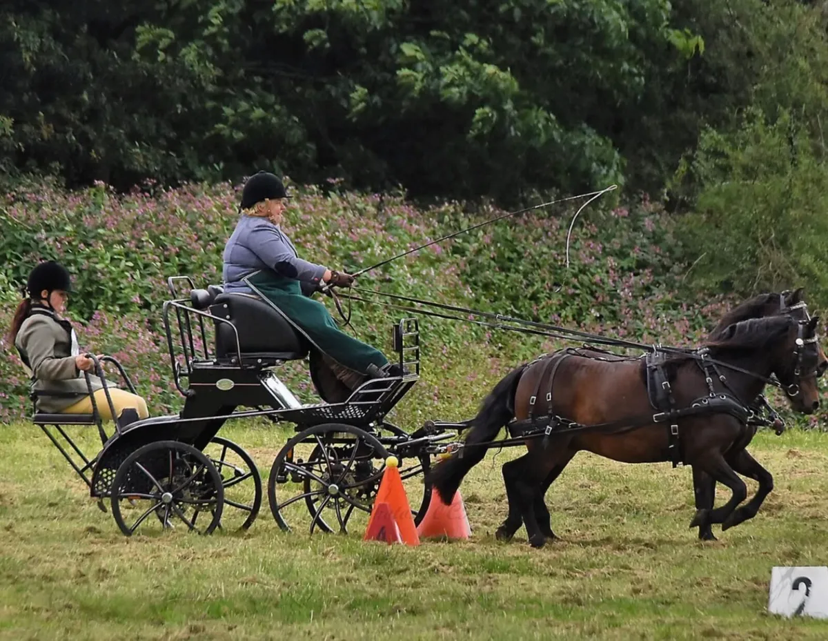 Pony pairs carriage - Image 2