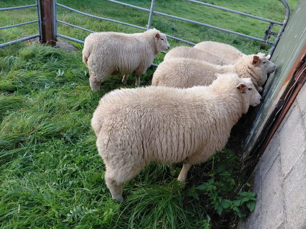 104th purebred Galway sale - Image 3