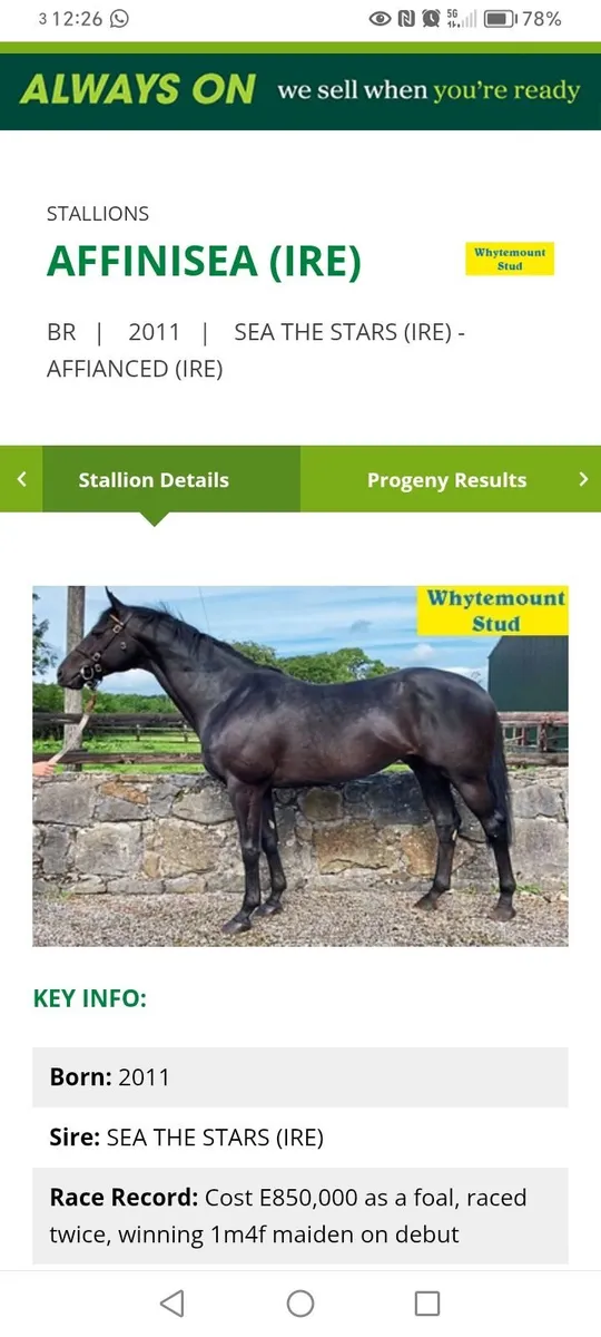 Affinisea Thoroughbred Filly Foals - Image 3
