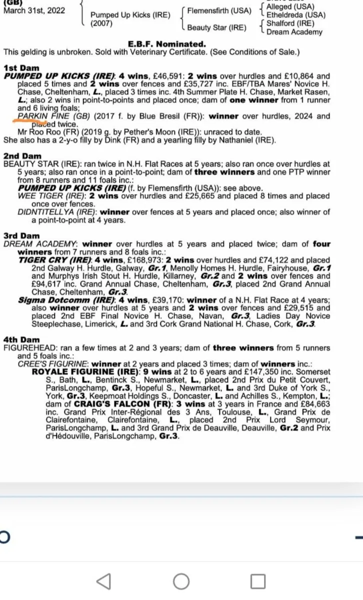 Affinisea Thoroughbred Filly Foals - Image 2