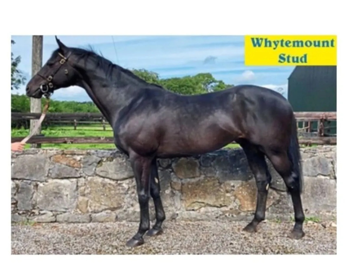 Affinisea Thoroughbred Filly Foals - Image 1