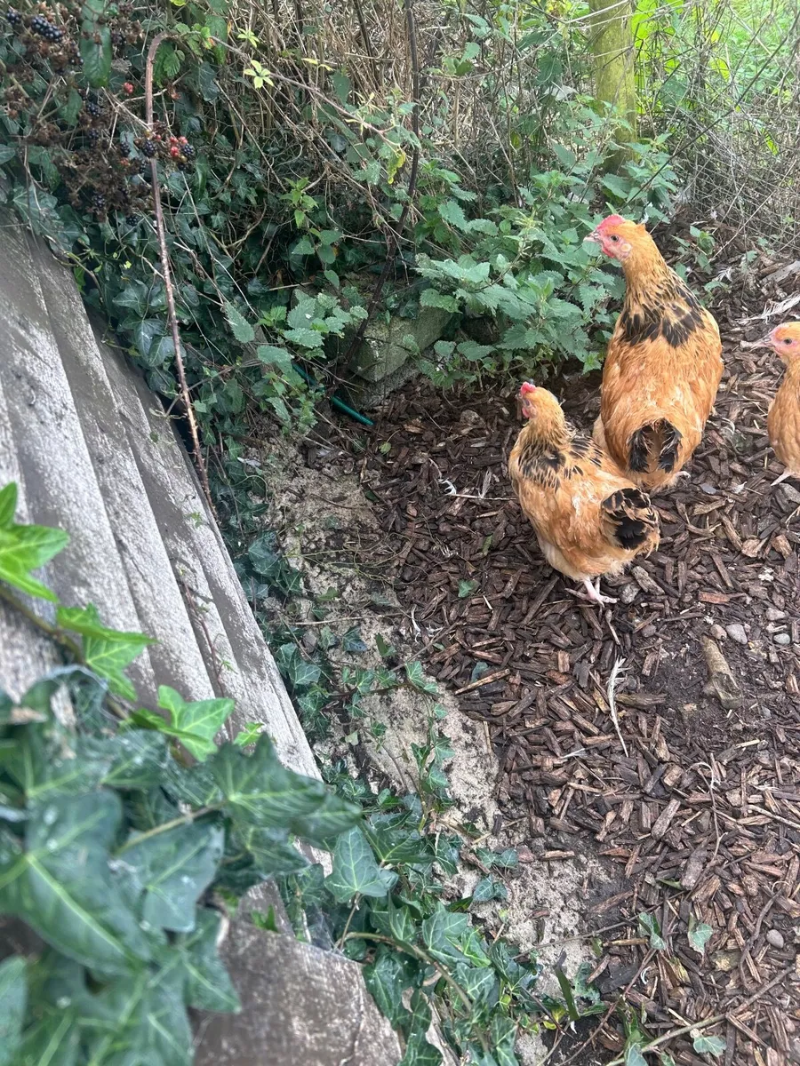 Buff Sussex Roosters - Image 2