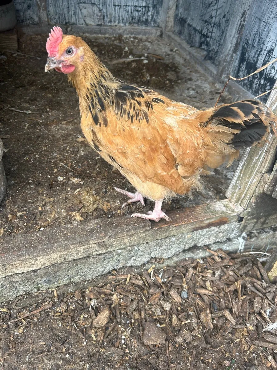 Buff Sussex Roosters - Image 1
