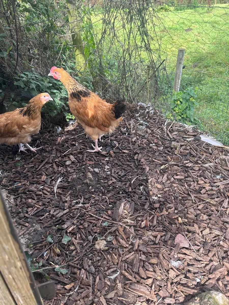 Buff Sussex Roosters - Image 3