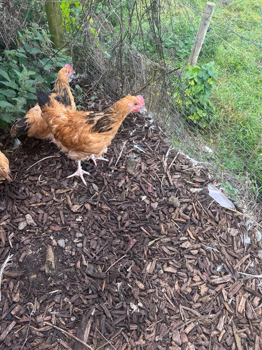 Buff Sussex Roosters - Image 4