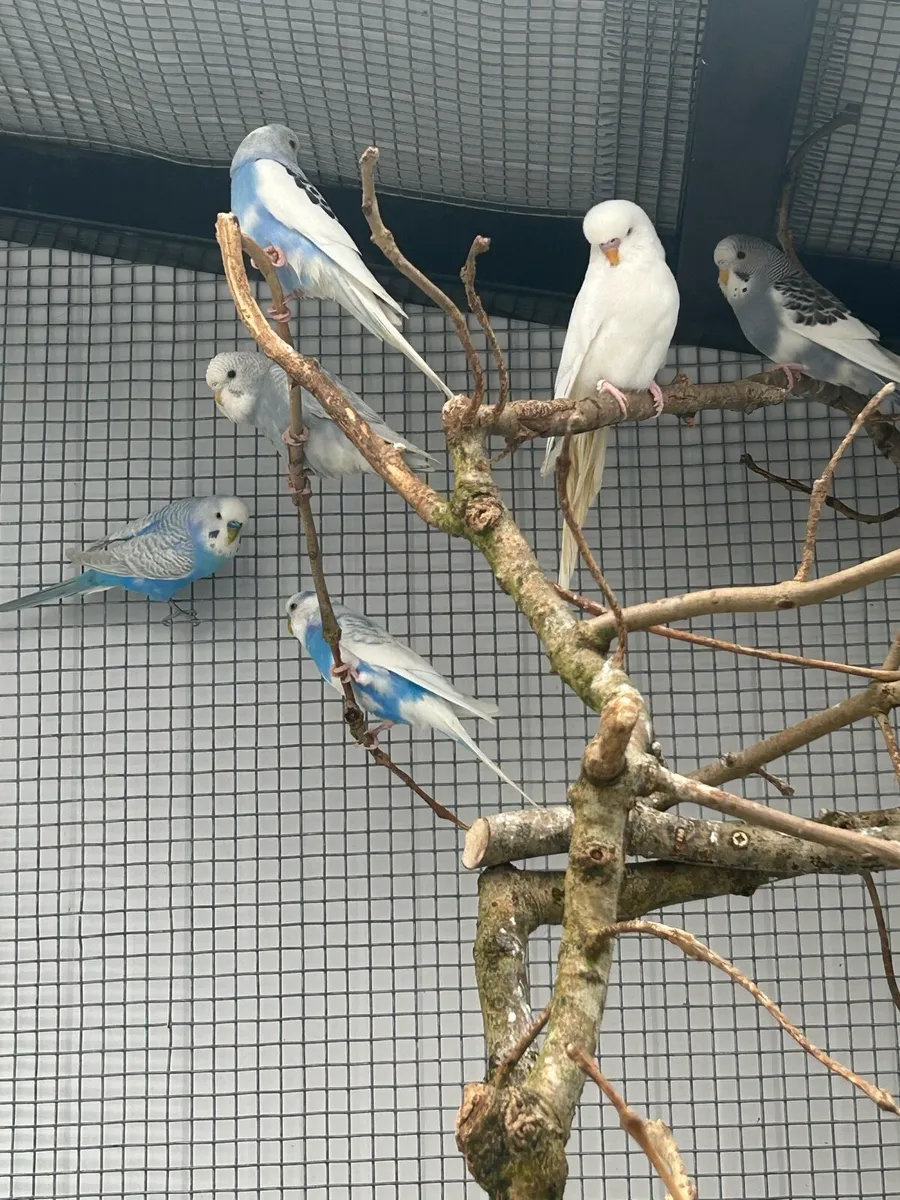 Budgies - Image 1