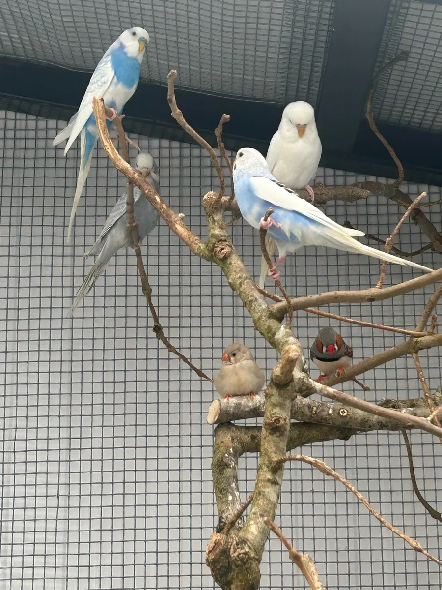 Budgies - Image 2