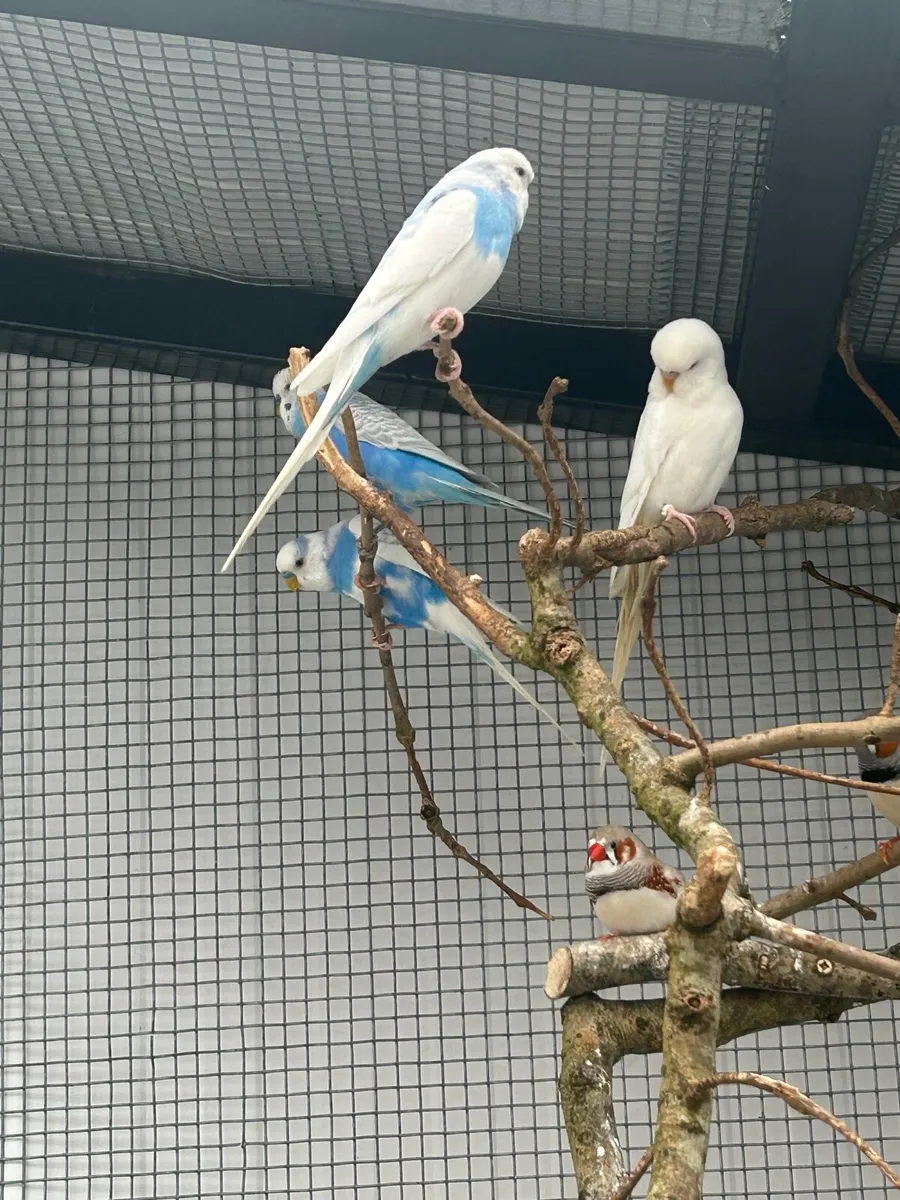Budgies - Image 3