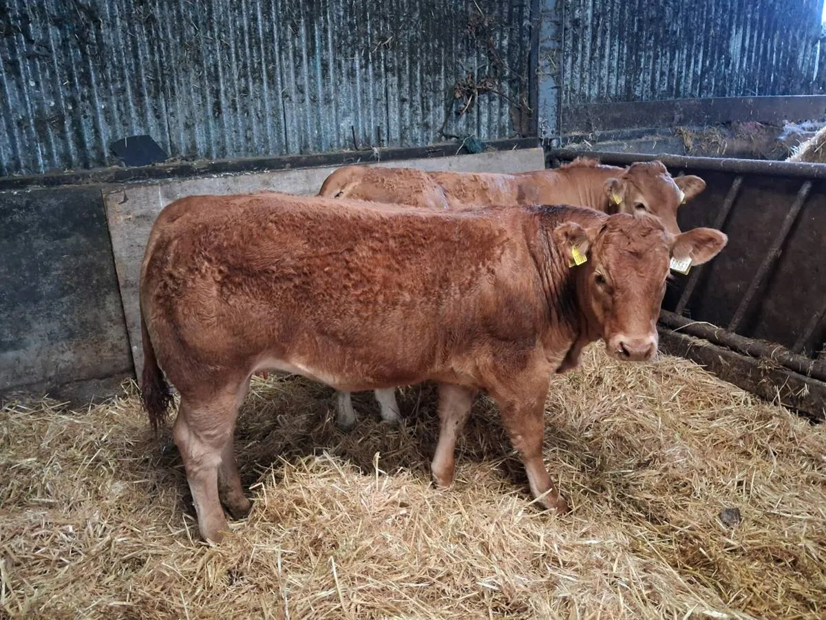 2 limousin heifers - Image 4