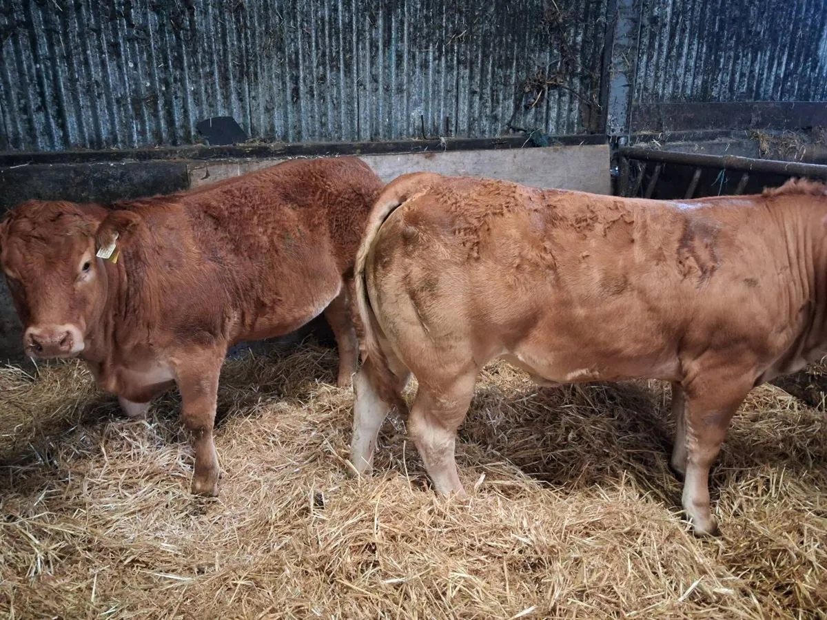2 limousin heifers - Image 2