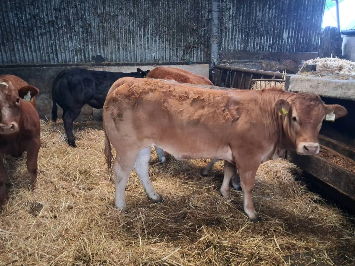 2 limousin heifers - Image 3