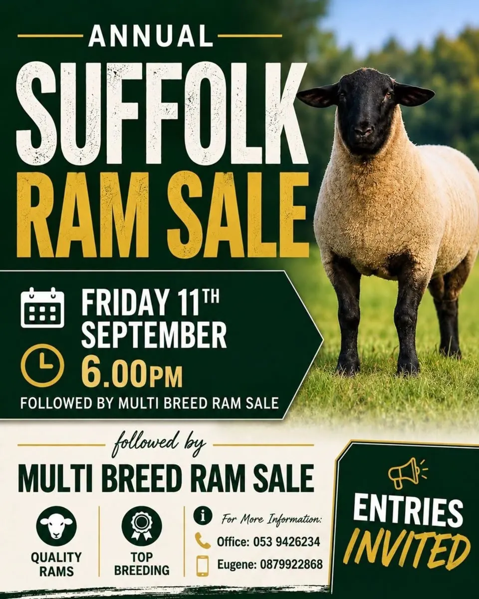 Suffolk Sheep