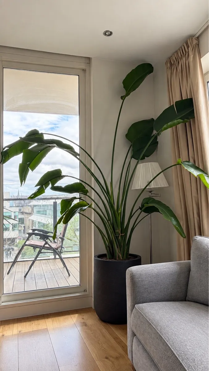 Birds of paradise plant