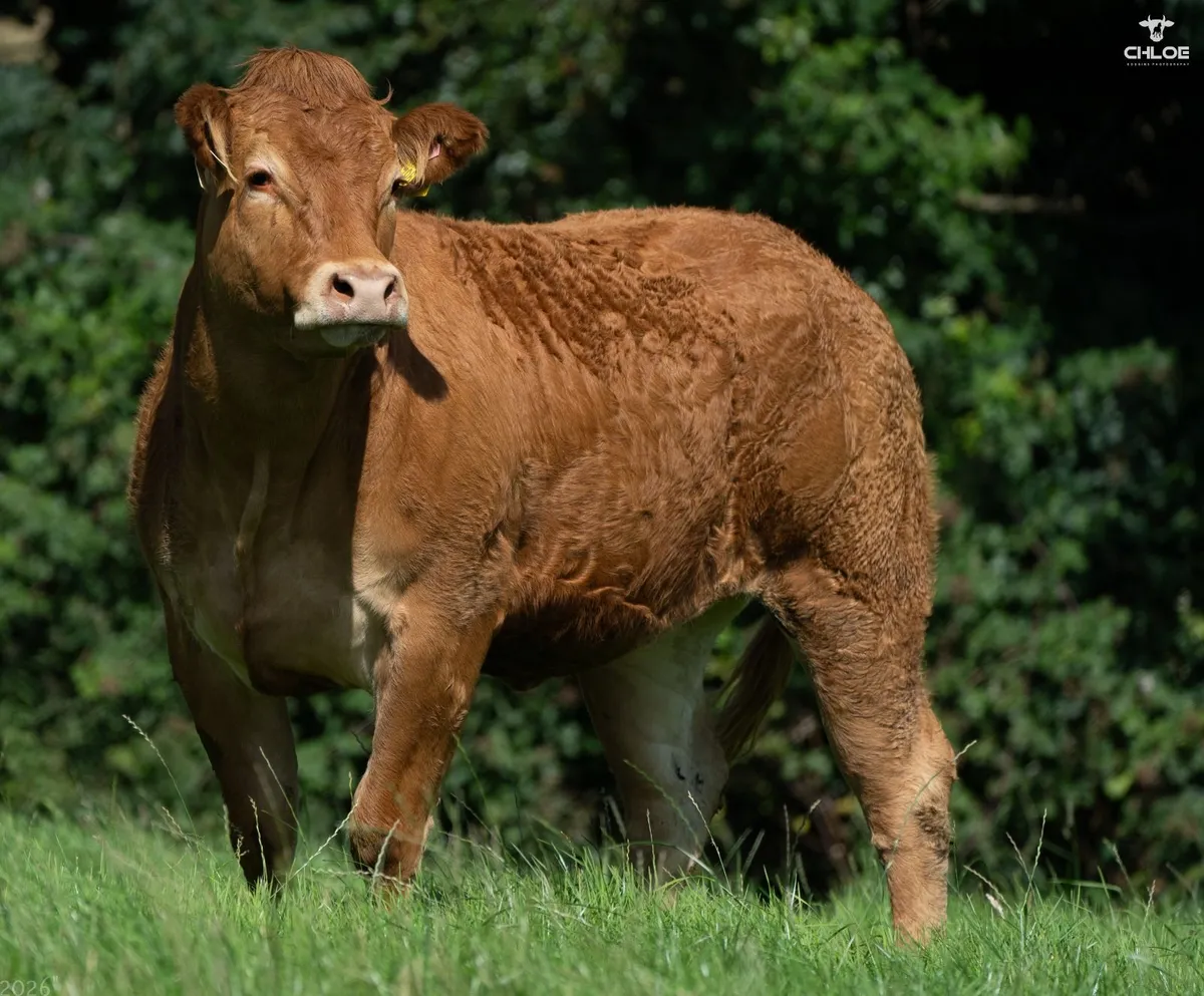 Currane Limousin and Commercial Beef Sale - Image 1