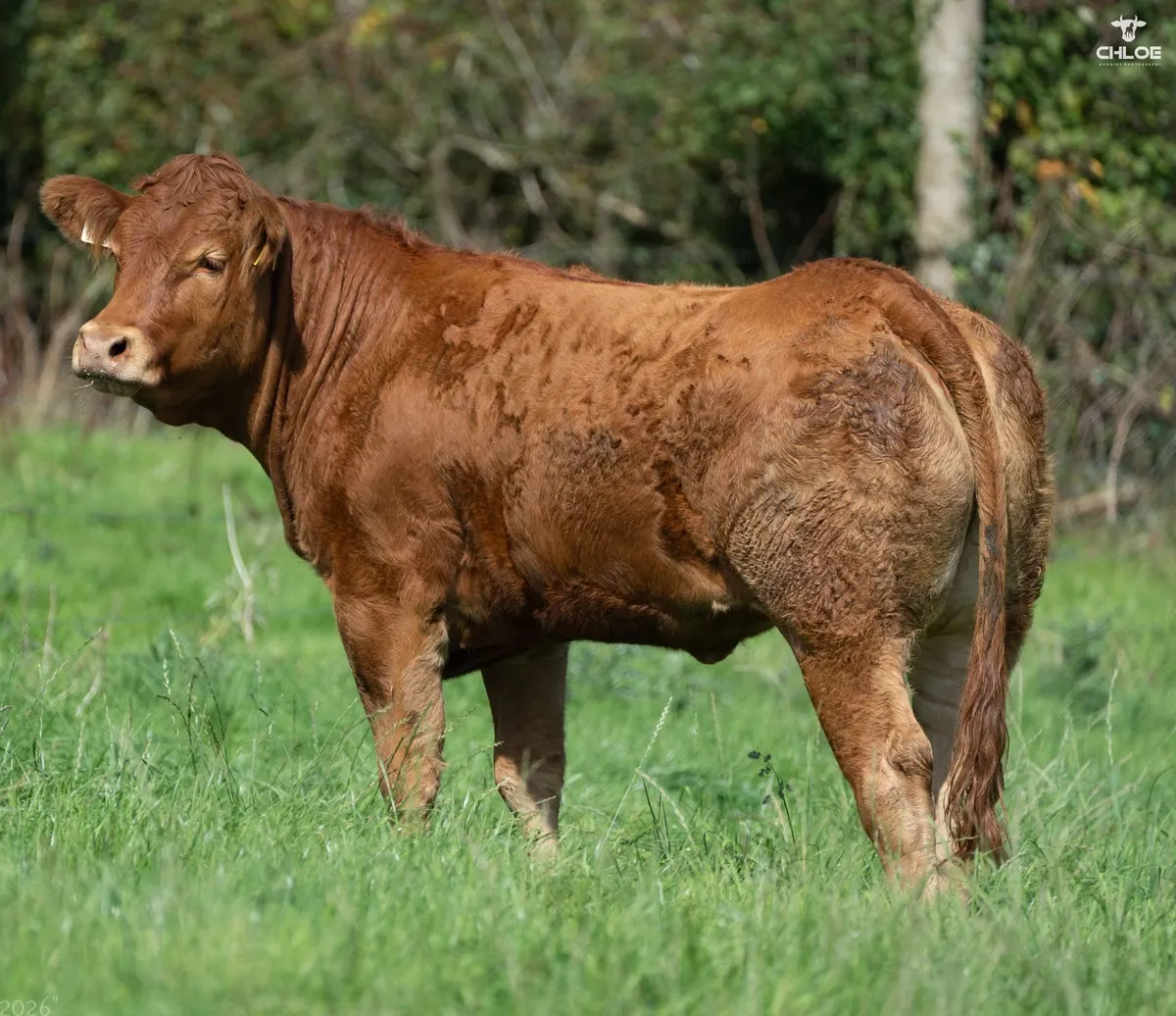 Currane Limousin and Commercial Beef Sale - Image 2
