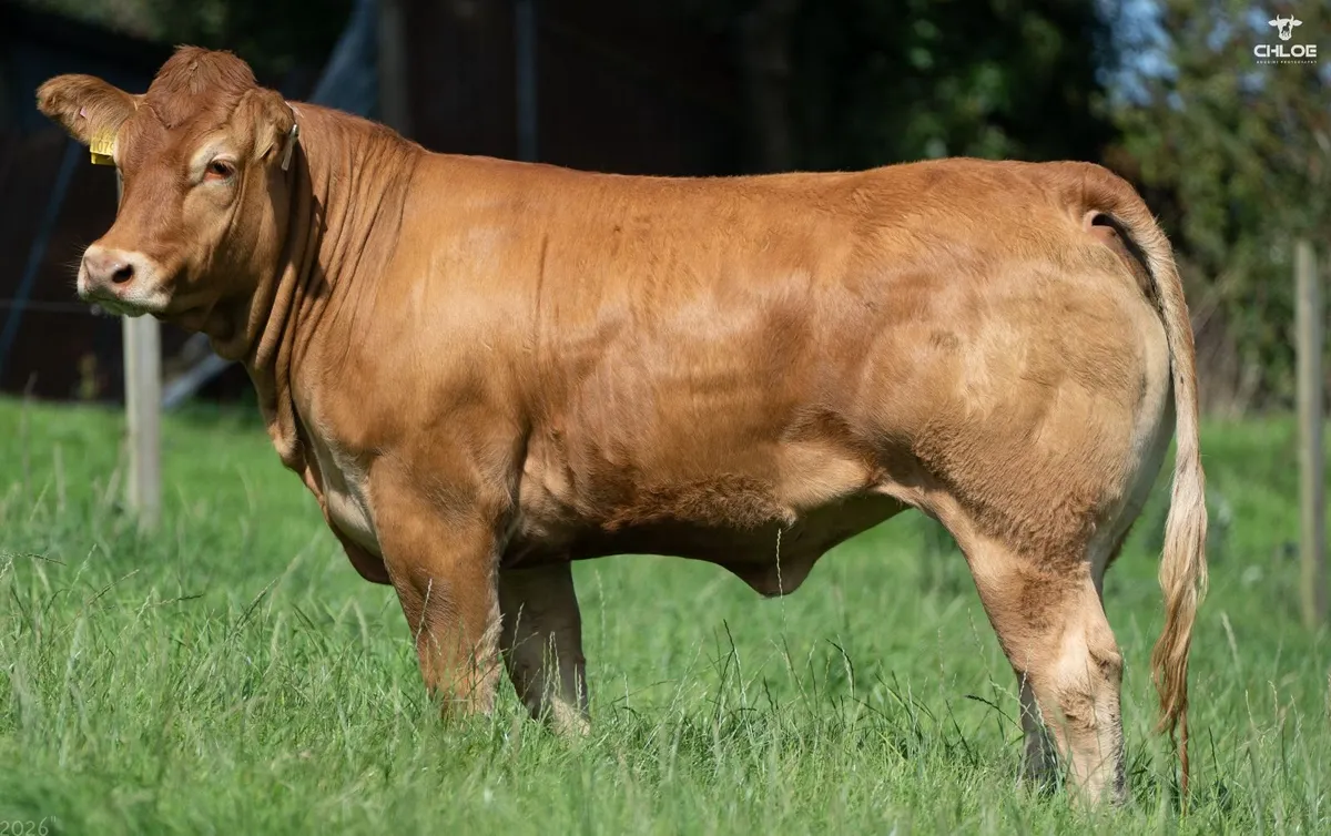 Currane Limousin and Commercial Beef Sale - Image 3