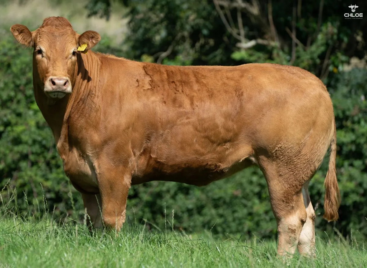 Currane Limousin and Commercial Beef Sale - Image 4