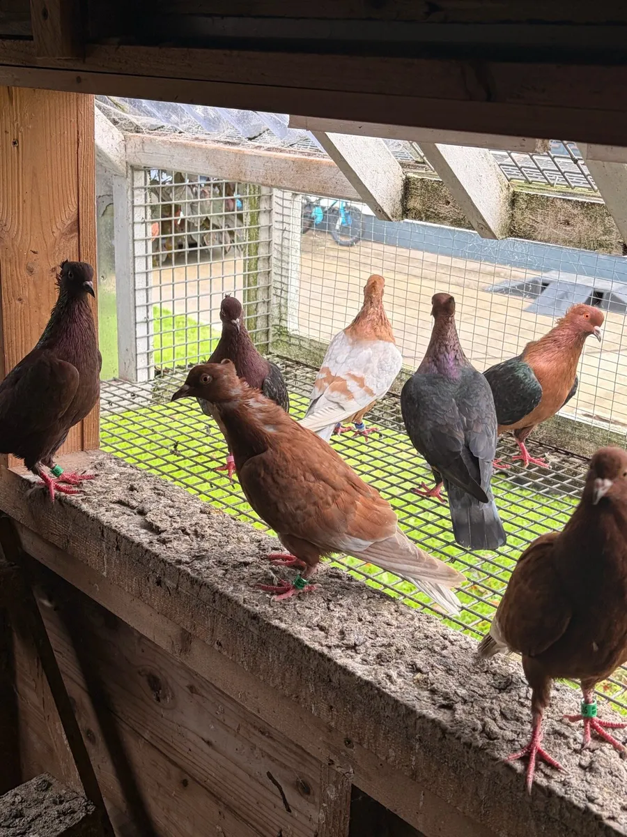 Archangel and Gimpel Pigeons - Image 1