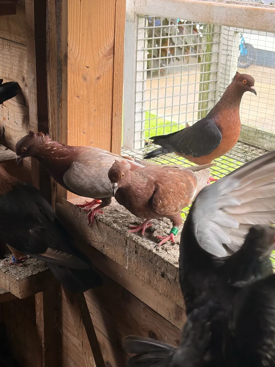 Archangel and Gimpel Pigeons - Image 2