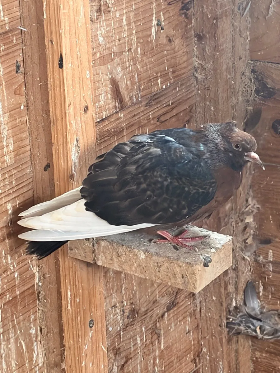 Archangel and Gimpel Pigeons - Image 3