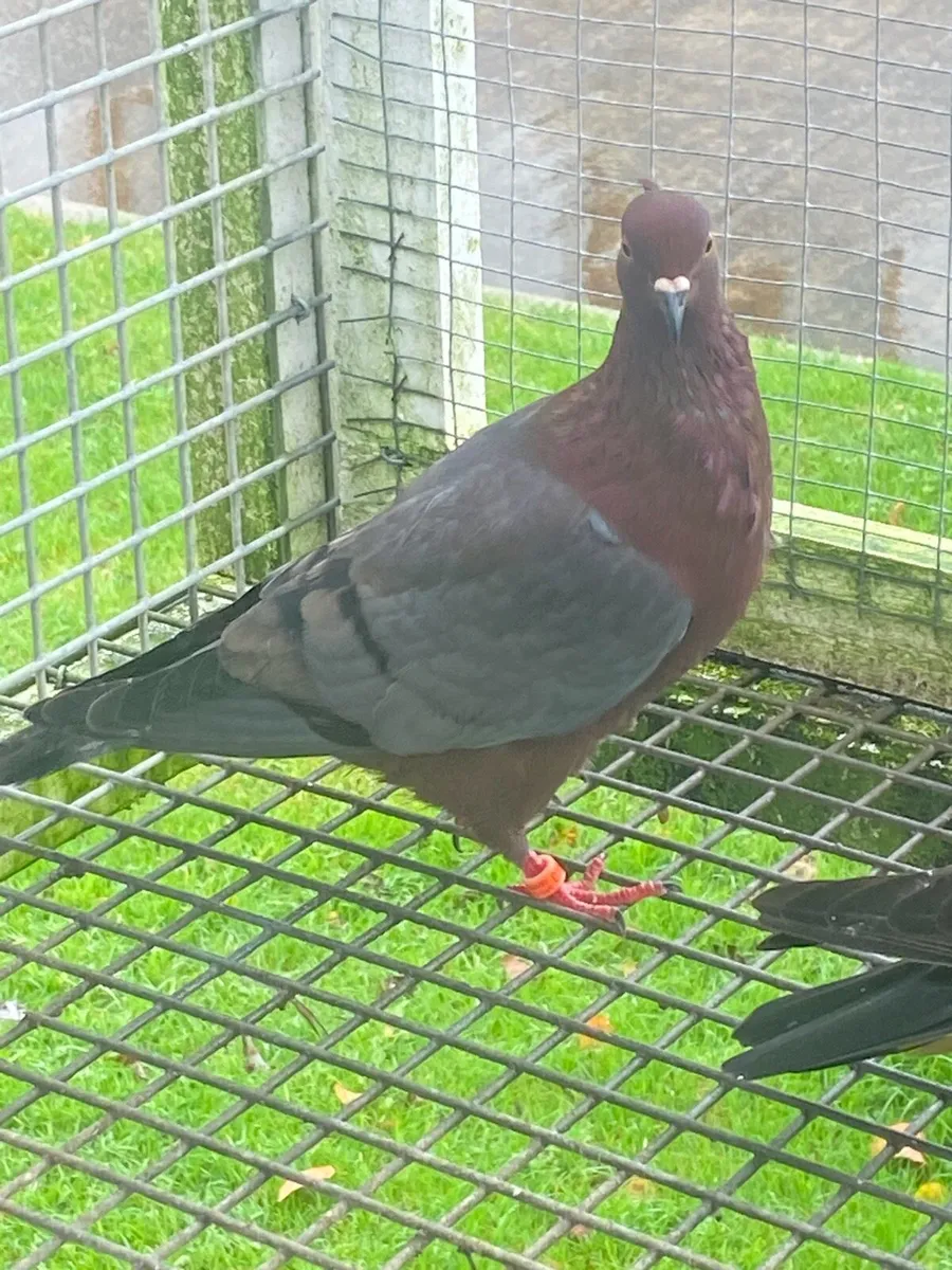 Archangel and Gimpel Pigeons - Image 4