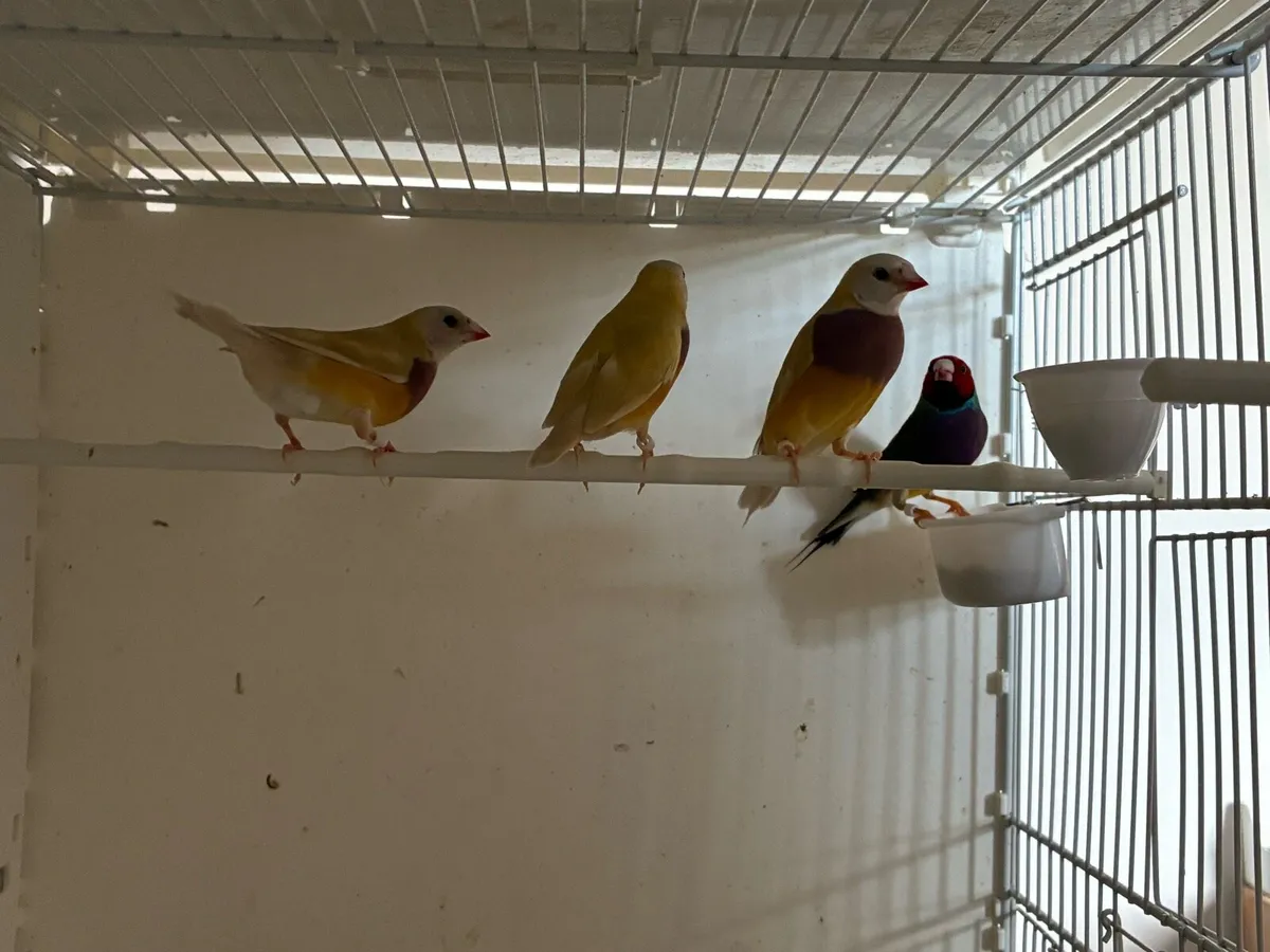 Gouldian Finches. - Image 4