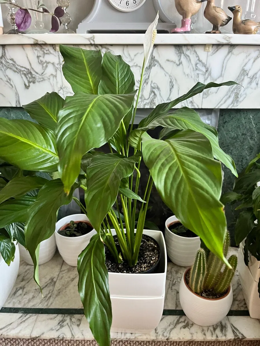 Selected indoor plant - Image 3