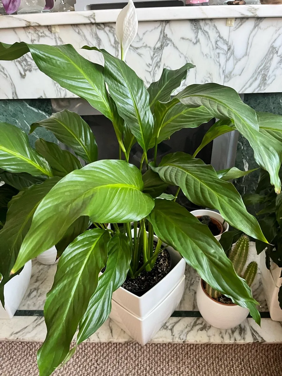 Selected indoor plant - Image 2