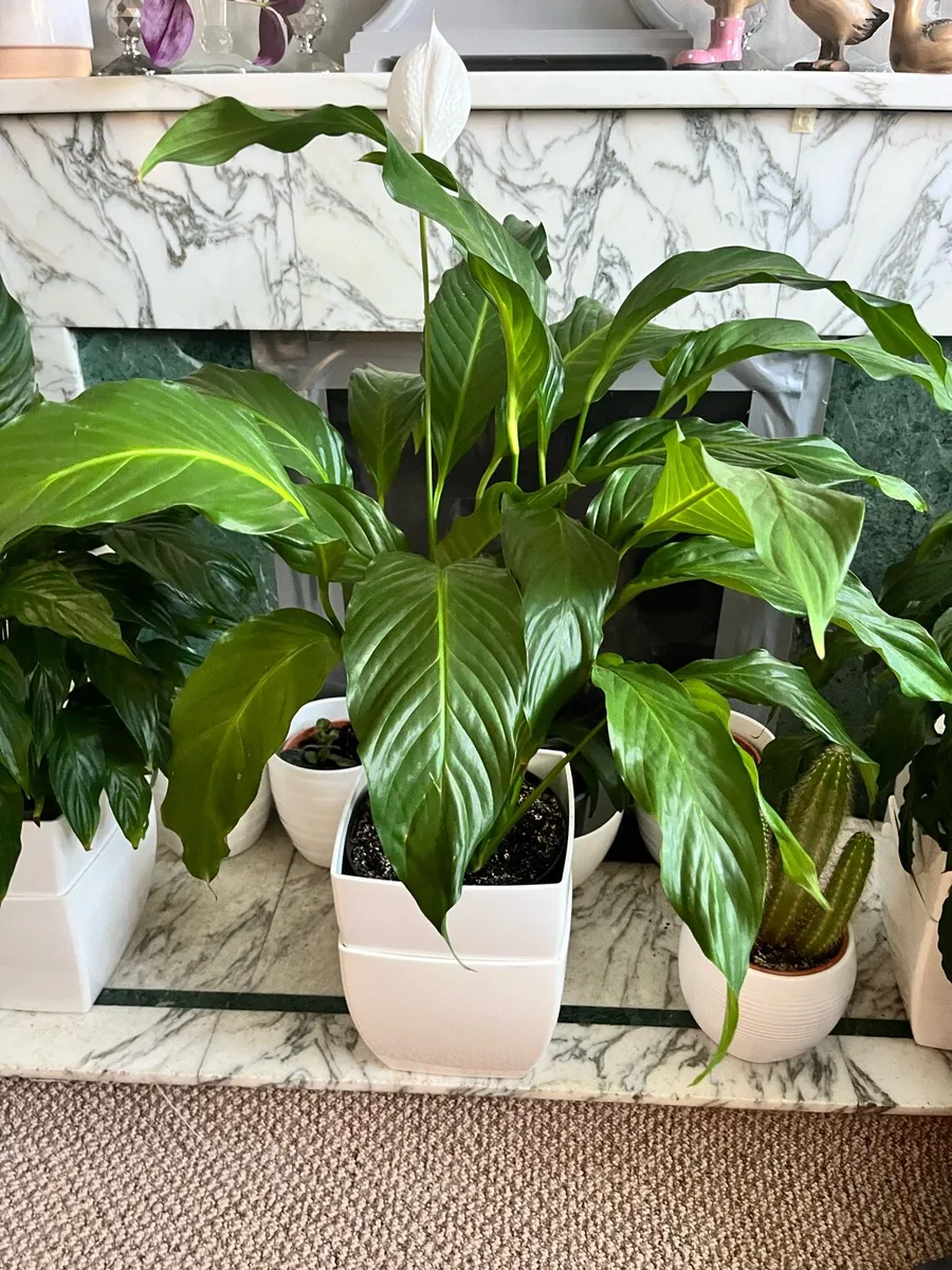Selected indoor plant - Image 4