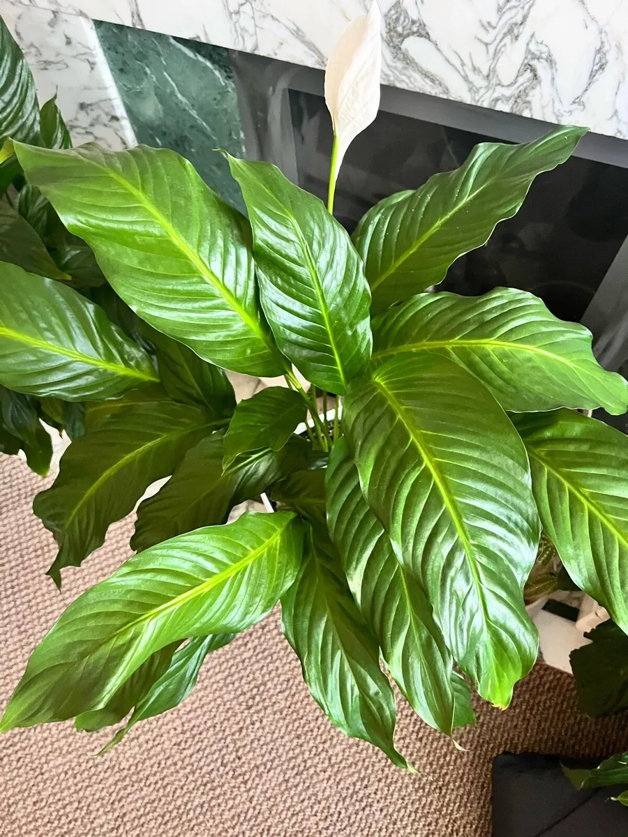 Selected indoor plant - Image 1
