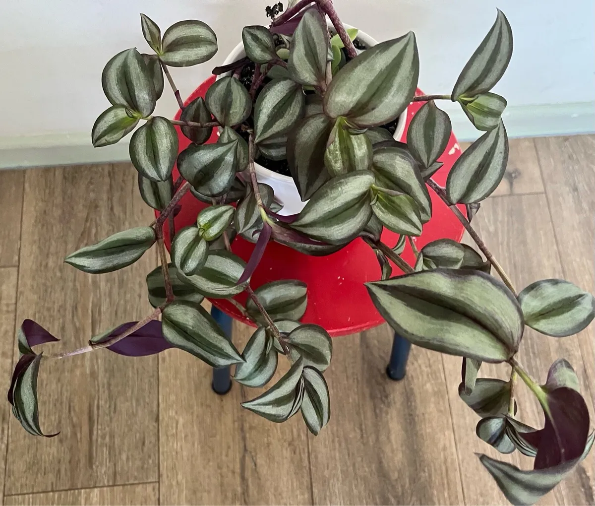 Selected plant in ceramic pot - Image 3