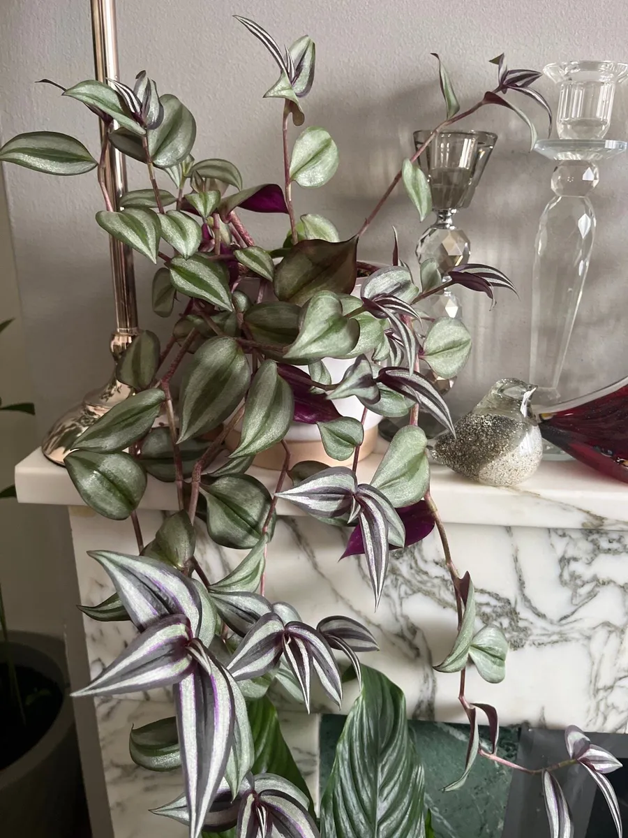 Selected plant in ceramic pot - Image 1