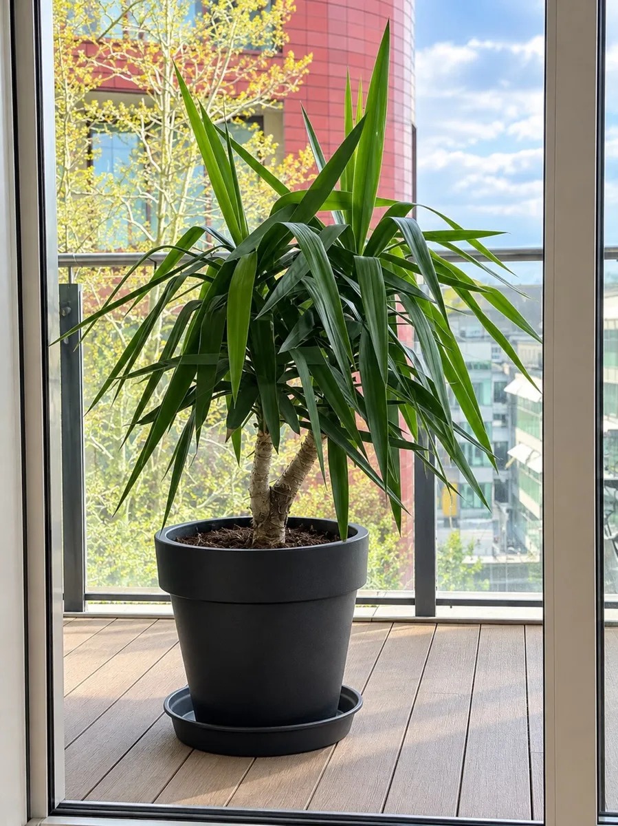 Large yucca plant