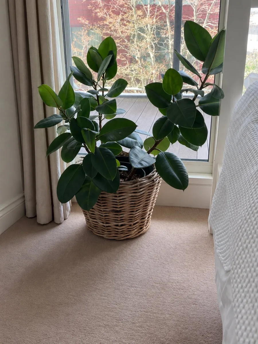 Large rubber plant