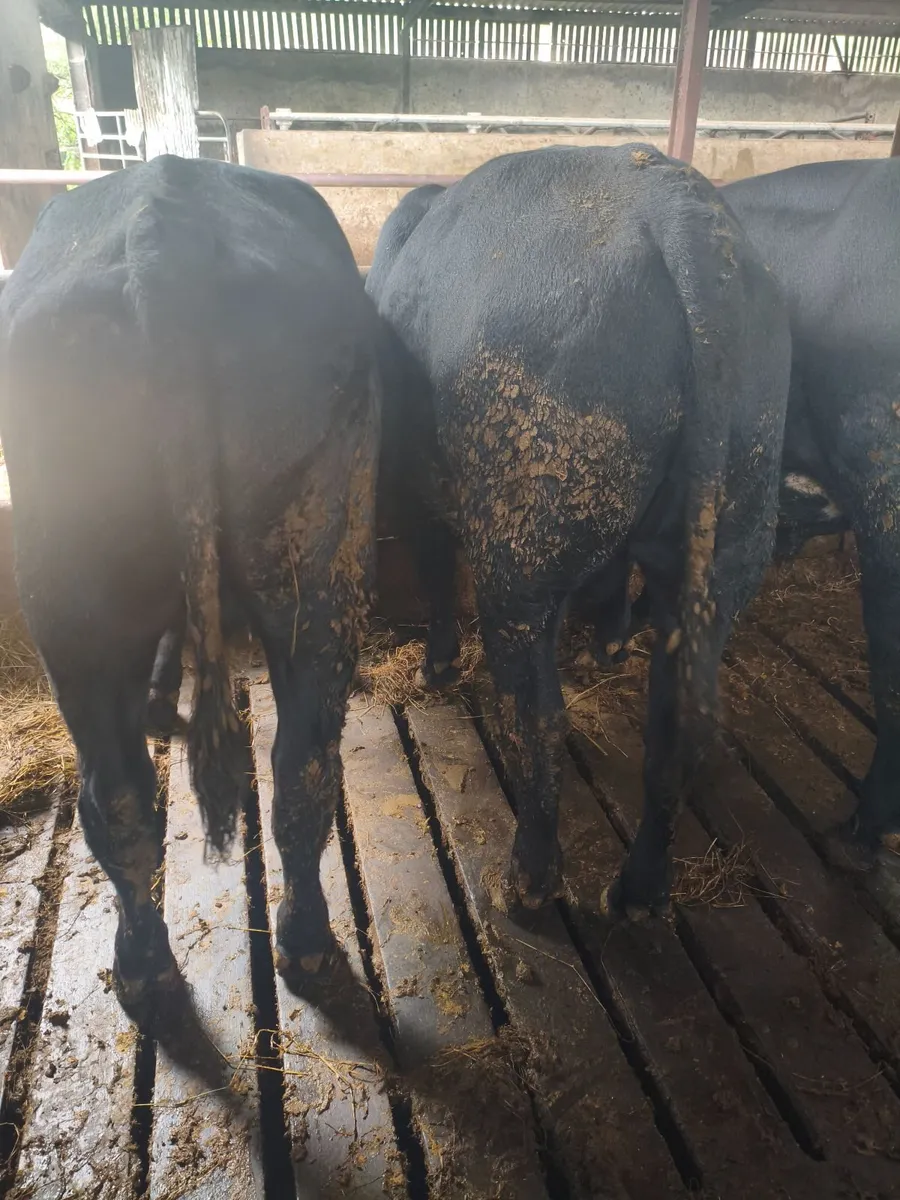 Cattle - Image 2