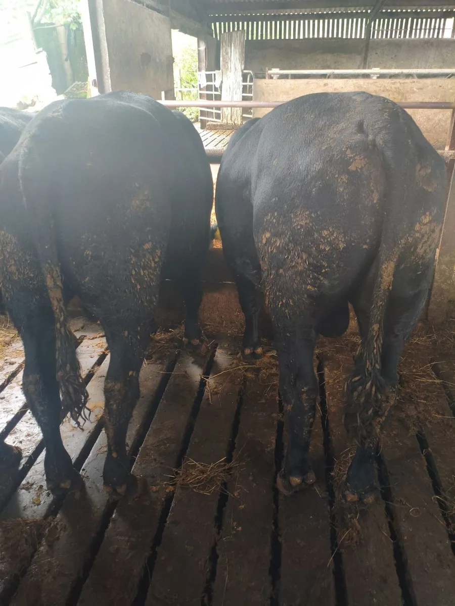 Cattle - Image 1