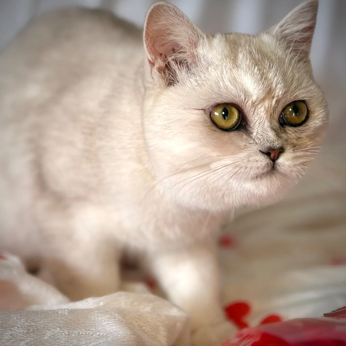 Scottish Straight and fold Female Cats - Image 2