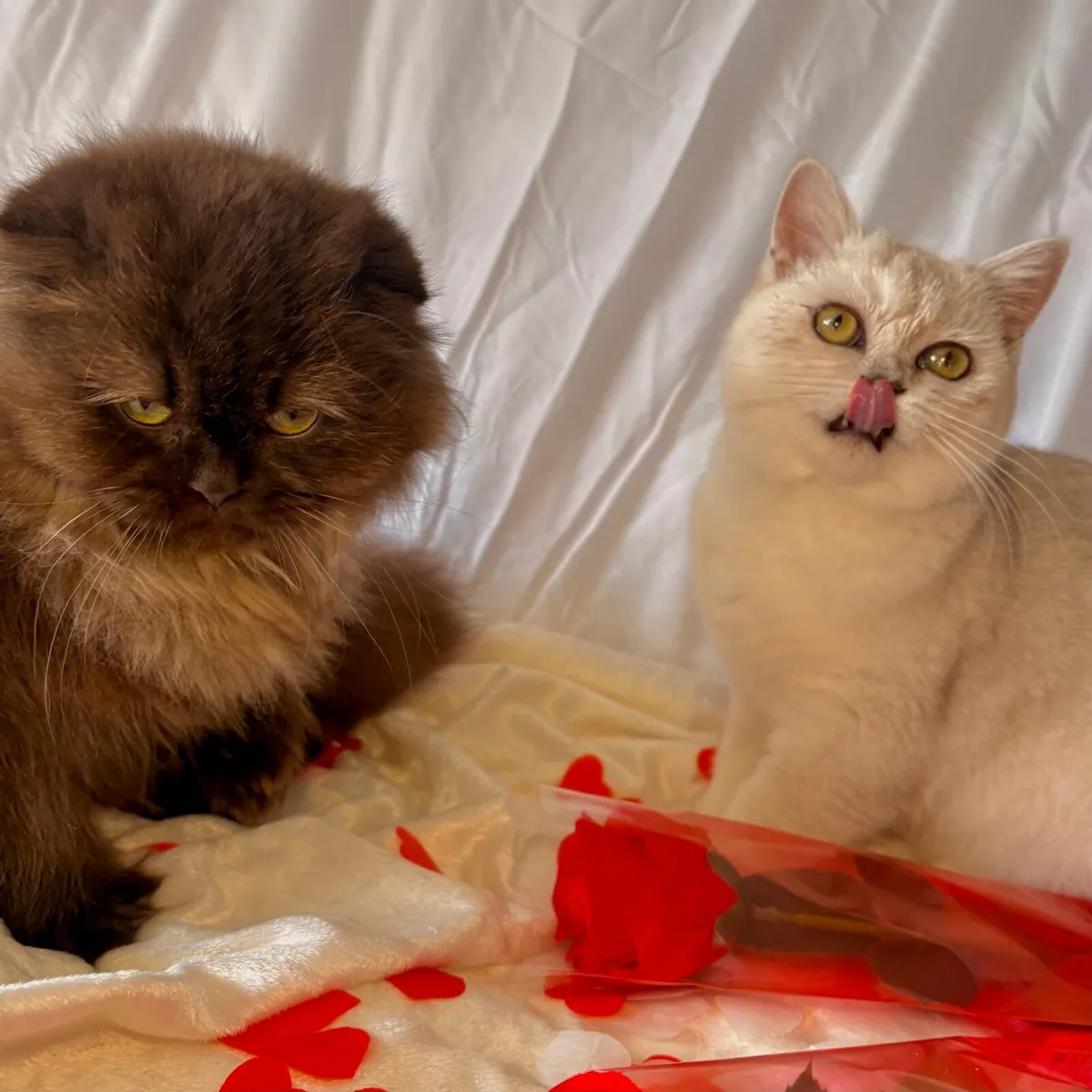 Scottish Straight and fold Female Cats - Image 1