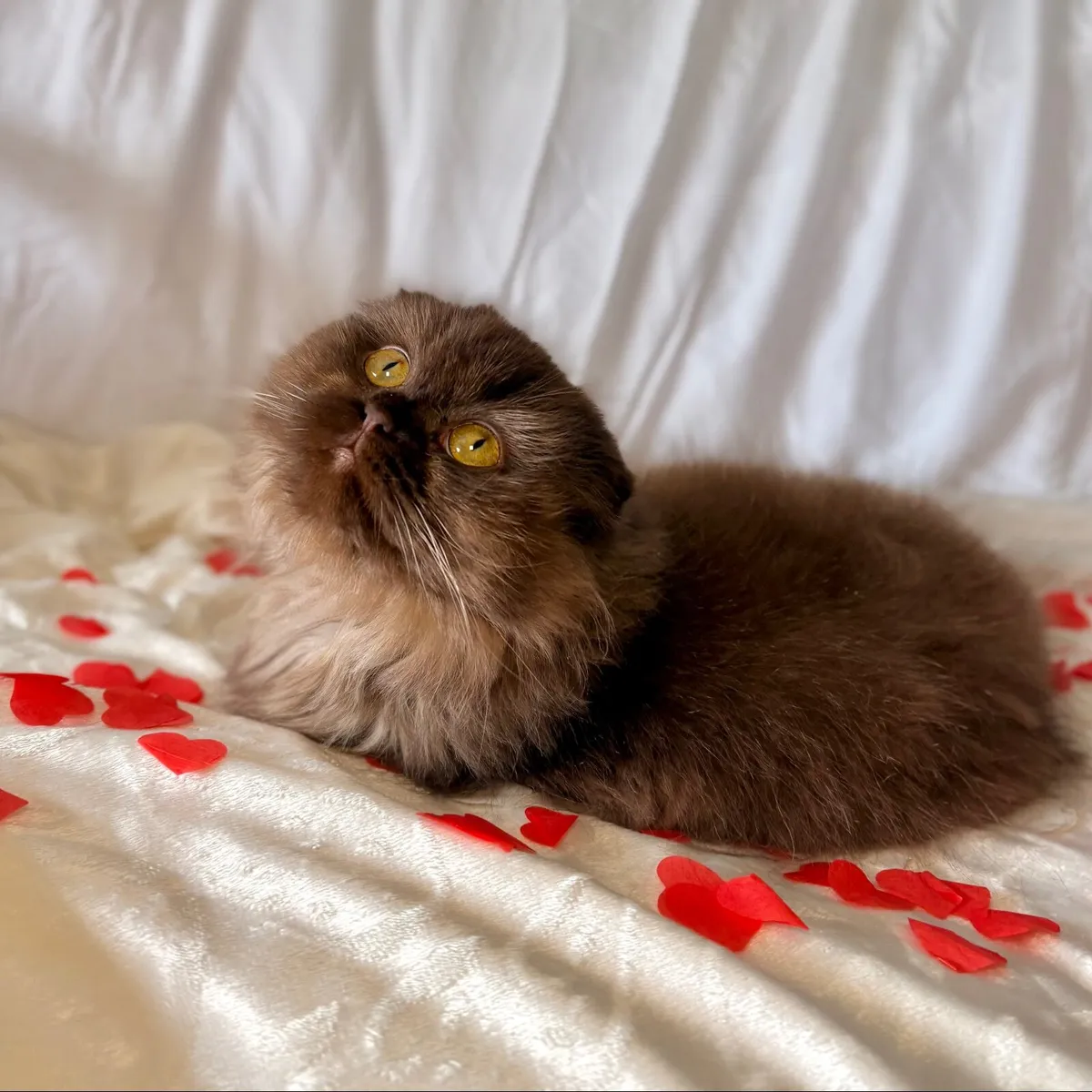 Scottish Straight and fold Female Cats - Image 3