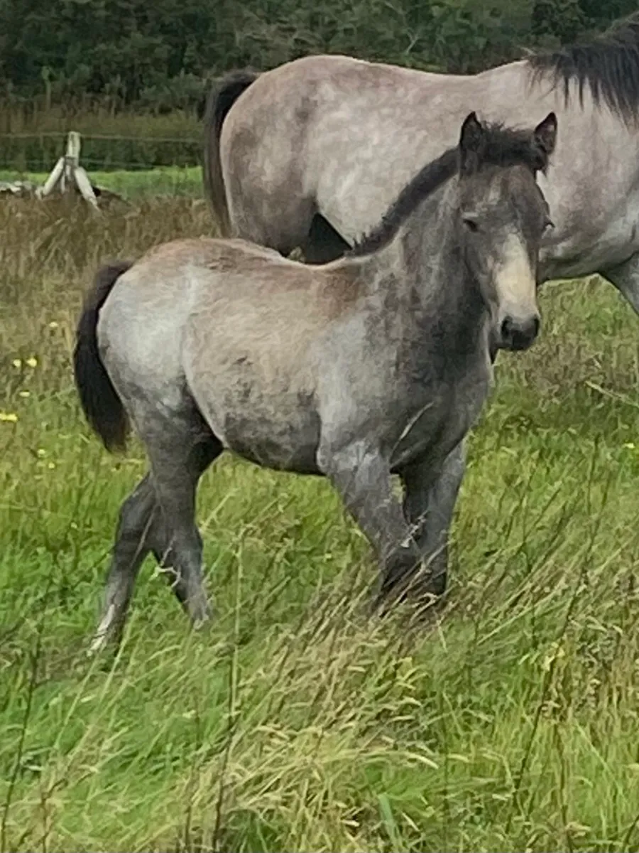 Registered Connemara colt foal - Image 2