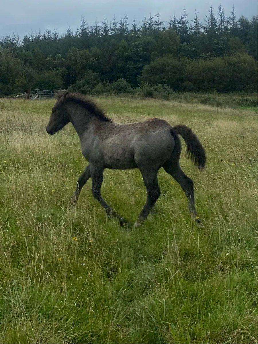 Registered Connemara colt foal - Image 3