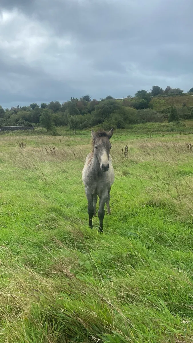 Registered Connemara colt foal - Image 4