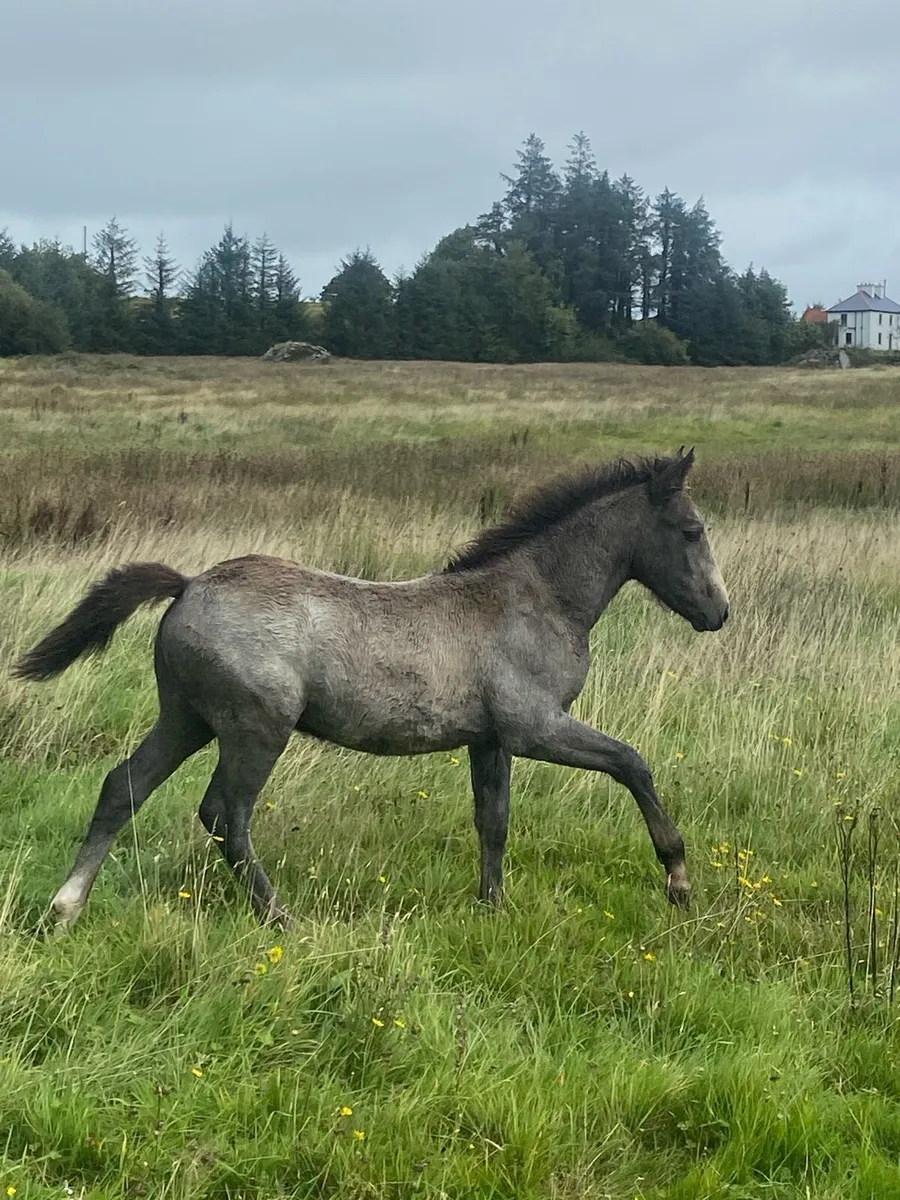Registered Connemara colt foal - Image 1