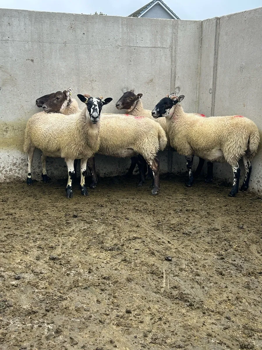 Mule Hoggets - Image 2