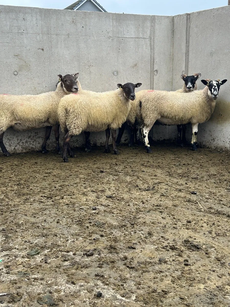 Mule Hoggets - Image 1