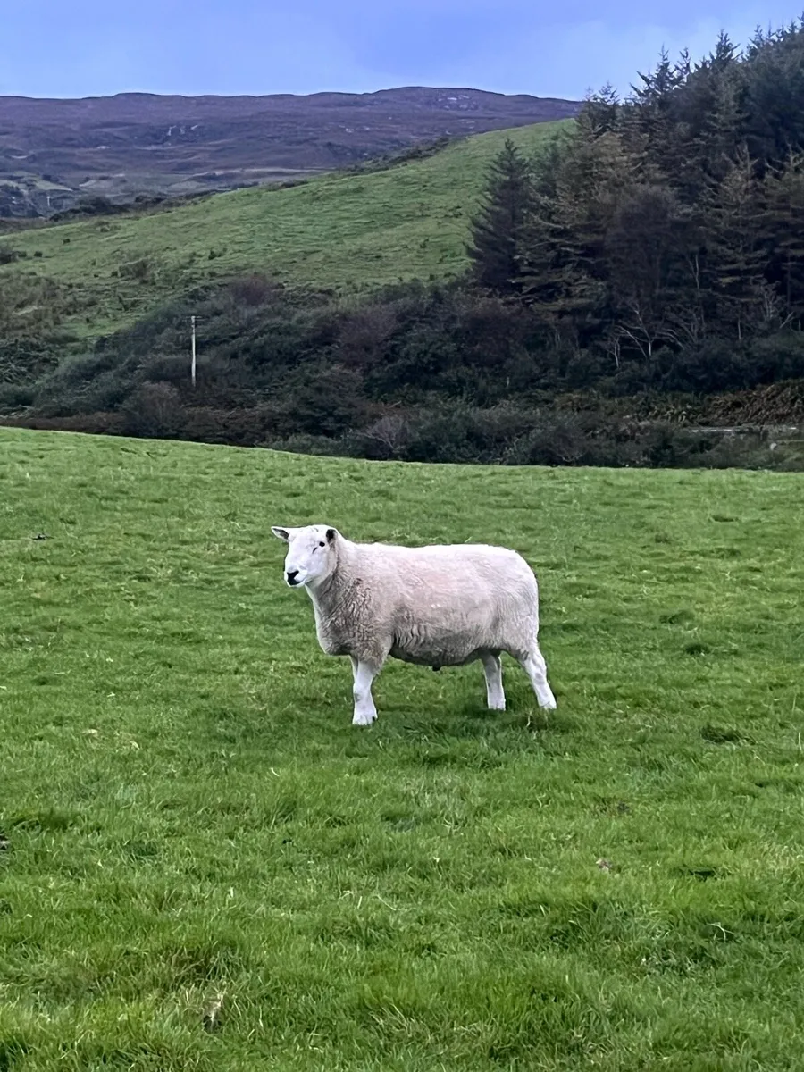 Aged Wicklow Cheviot Ram - Image 1