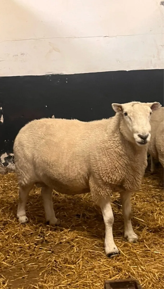 Aged Wicklow Cheviot Ram - Image 2