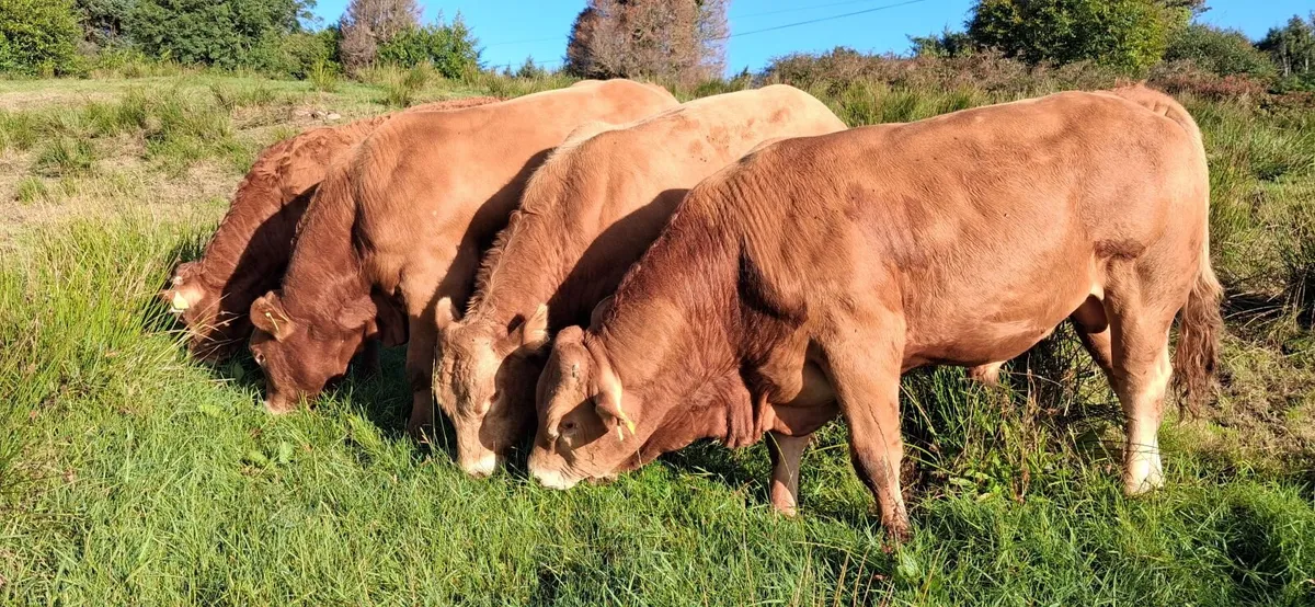 TOP QUALITY PEDIGREE REGISTERED LIMOUSIN BULLS - Image 1