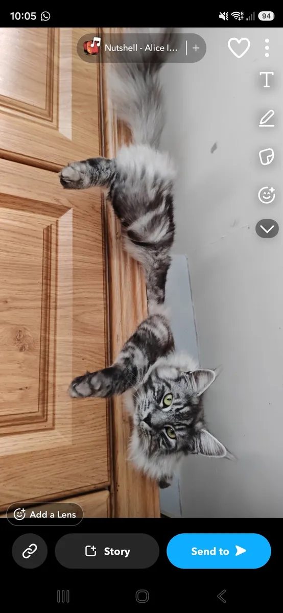 Maine coon boy - Image 1