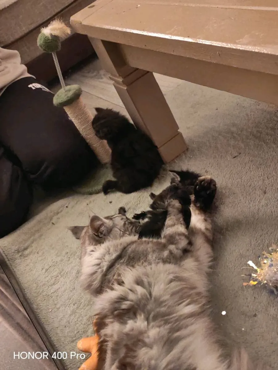 Maine coon boy - Image 4